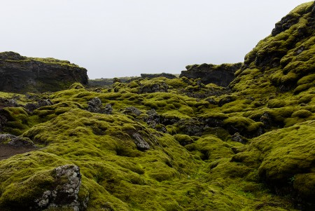 Laki kraters,  mos dat op de lava gesteente groeit 