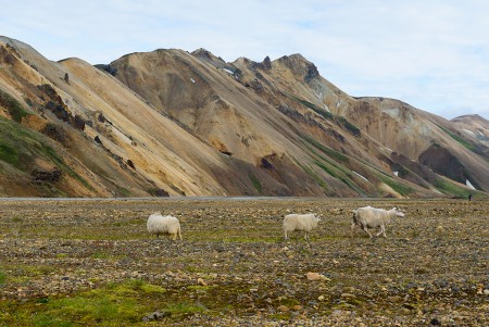 Landmannalaugur 